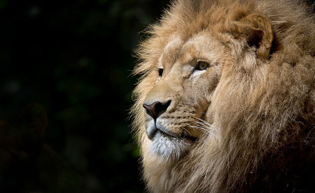 brave-browser
