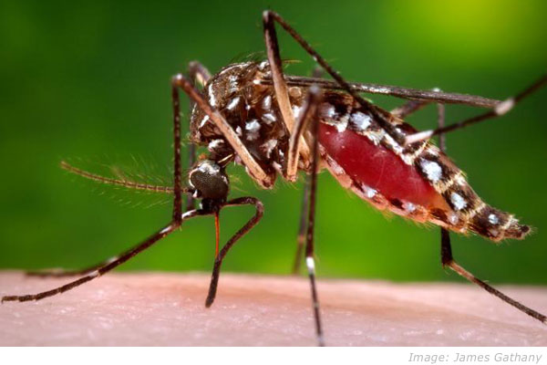 google-zika-virus