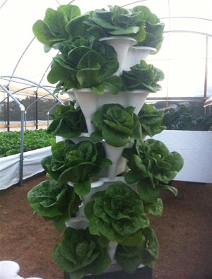 A Vertical Hydroponics System from EzGro Garden