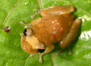 Eleutherodactylus juanariveroi frog