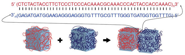 DNA